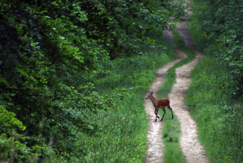 biche